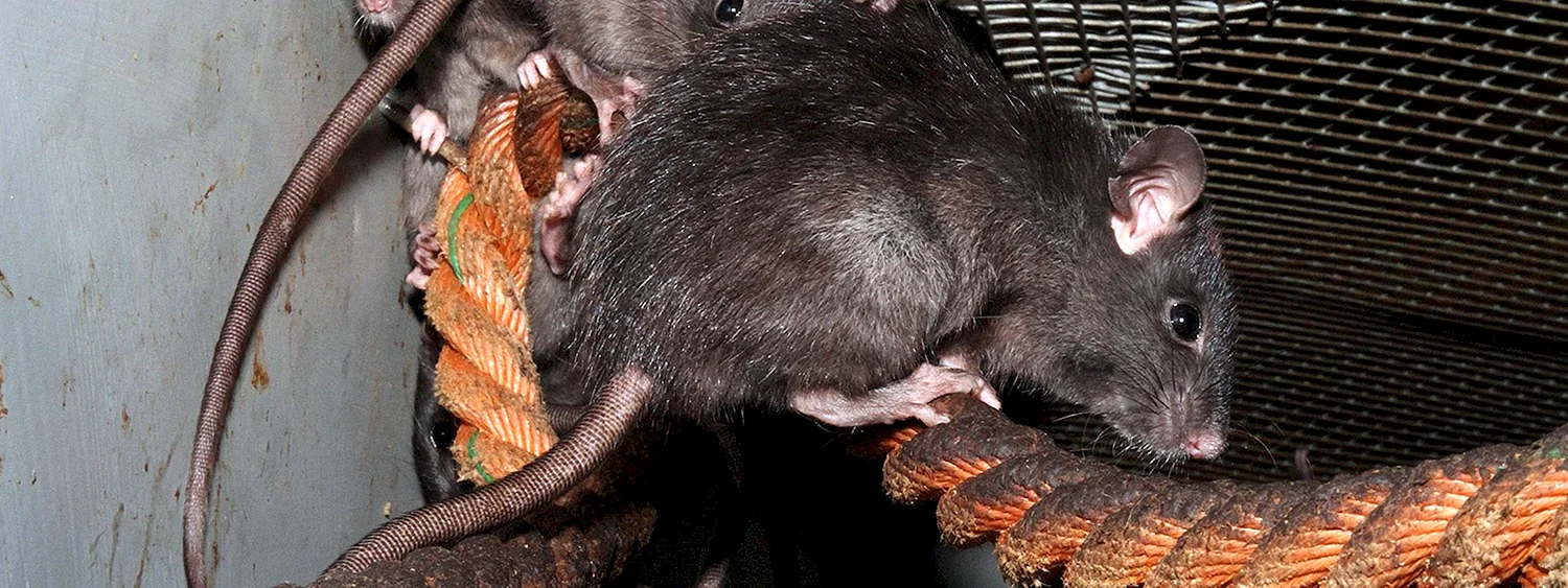 Длинноволосая крыса