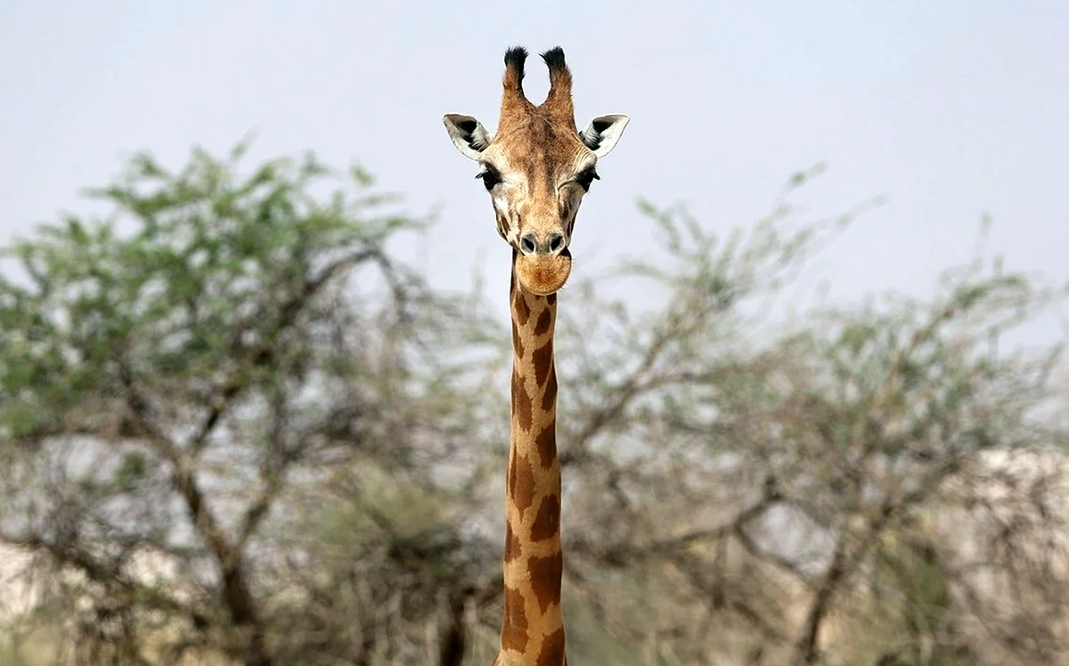 Длинный Жираф