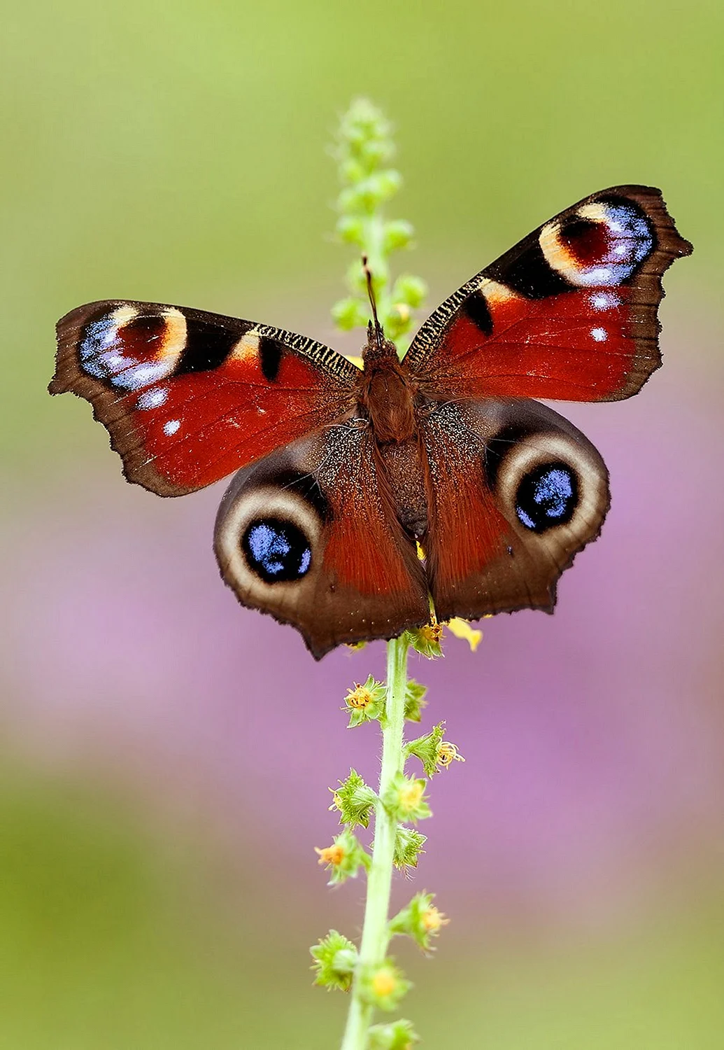 Дневной павлиний глаз бабочка
