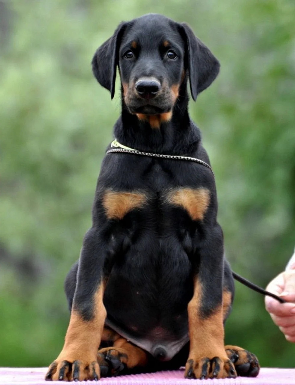 Доберман-пинчер щенок