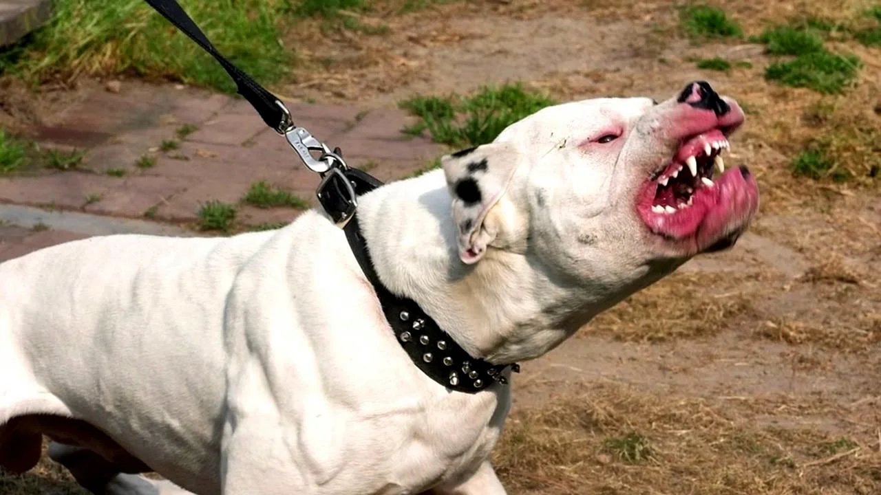 Dogo argentino Angry