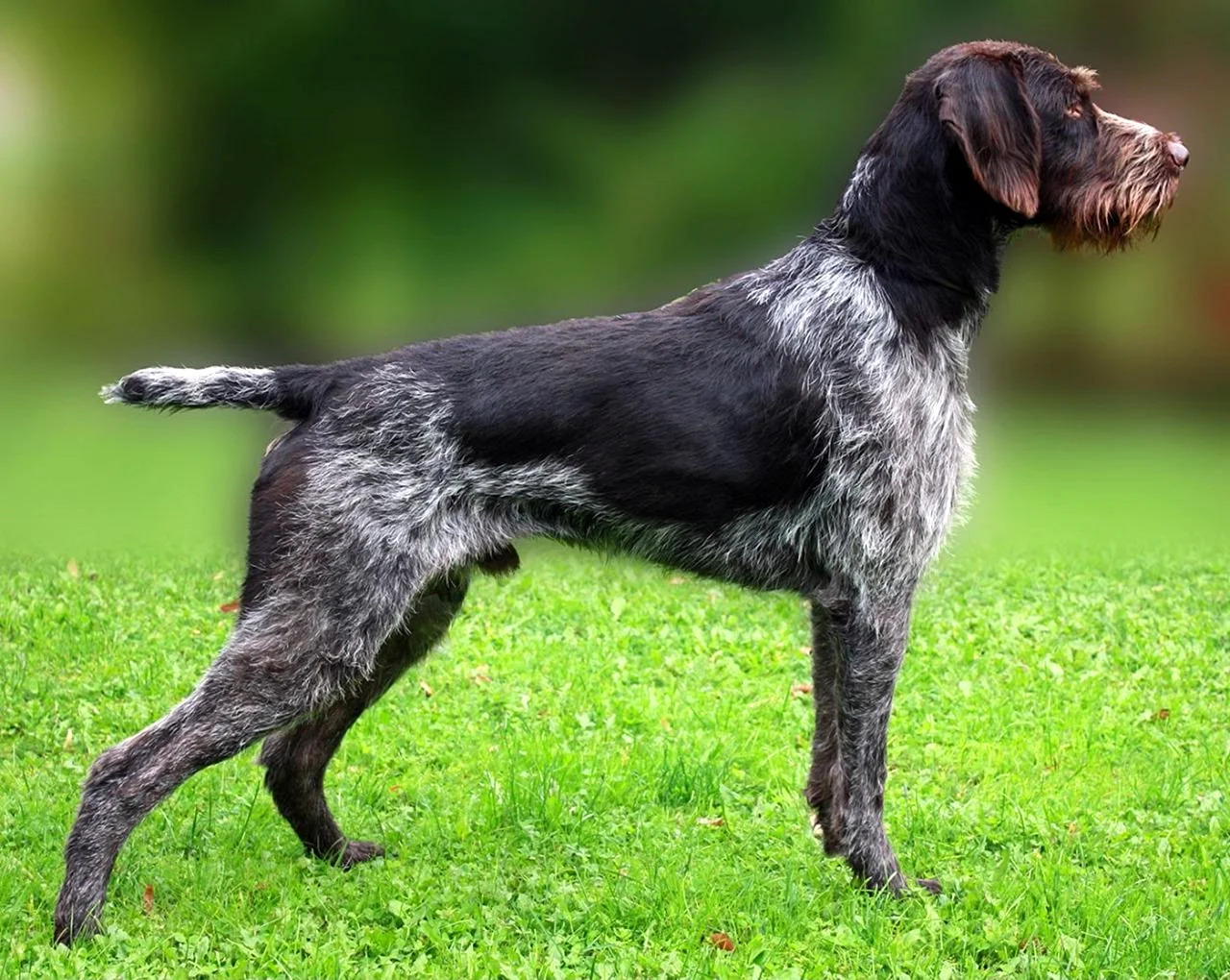 Юлия решила выяснить соответствует ли изображенная на фотографии собака породы немецкий дратхаар