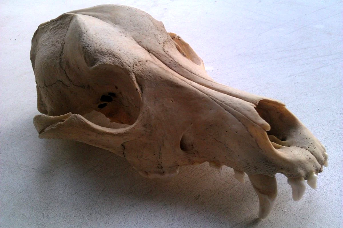 Долихоцефальный череп собаки