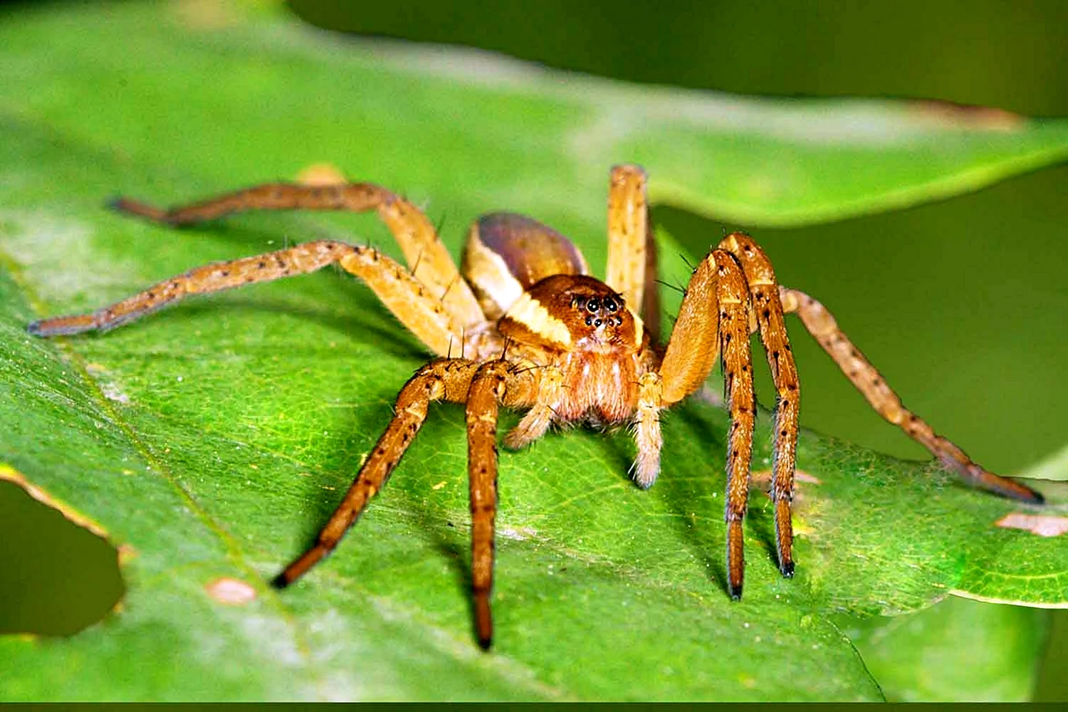 Dolomedes fimbriatus паук