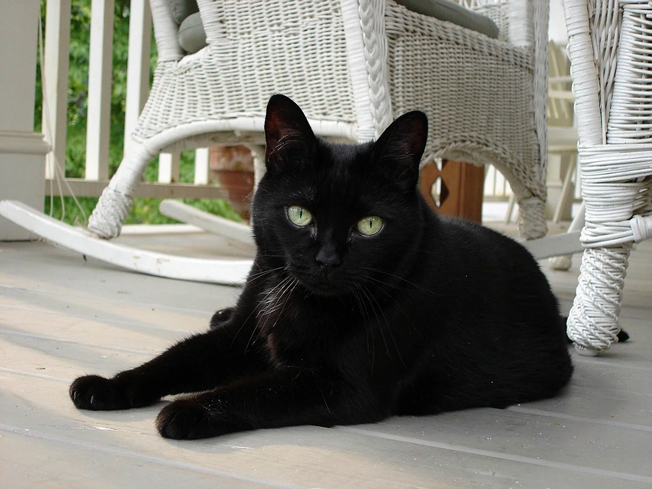 Домашняя черная кошка