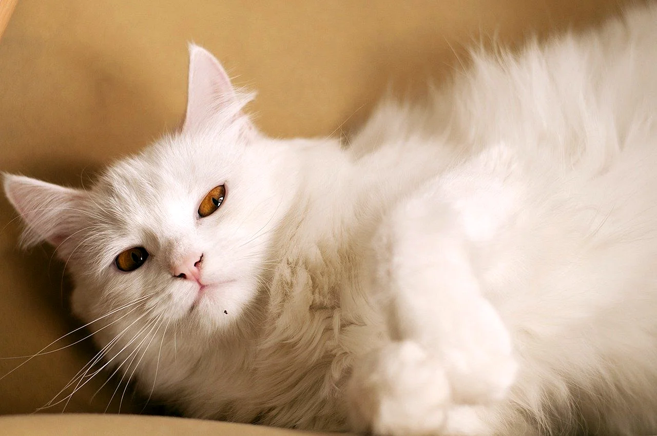 Домашняя кошка белая пушистая