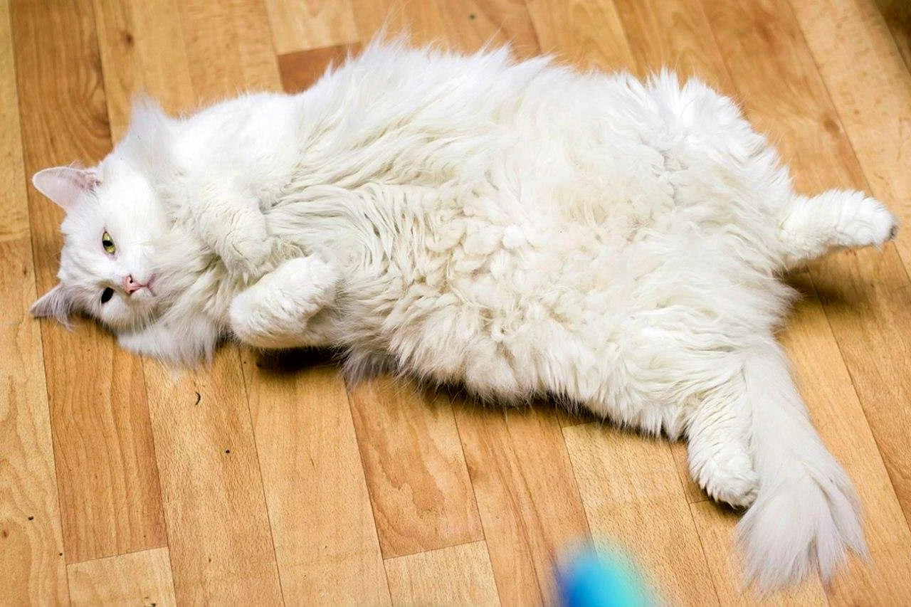 Домашняя кошка белая пушистая