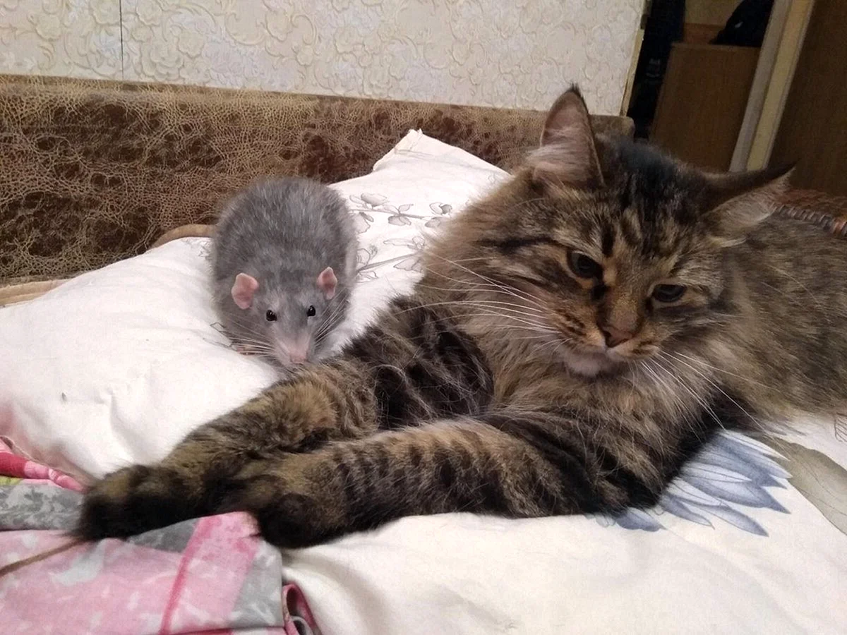 Домашняя крыса и кот