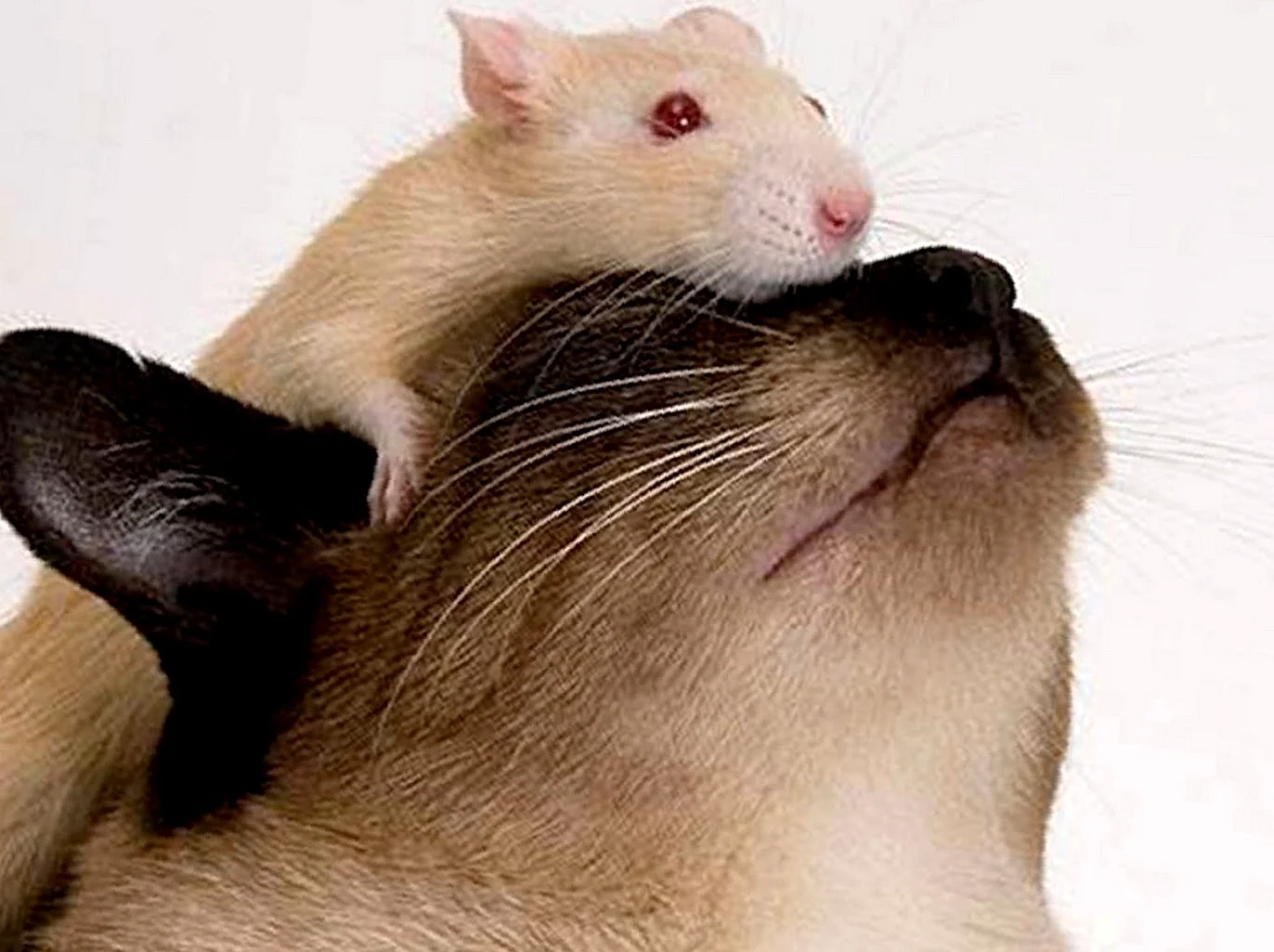 Домашняя крыса и кот