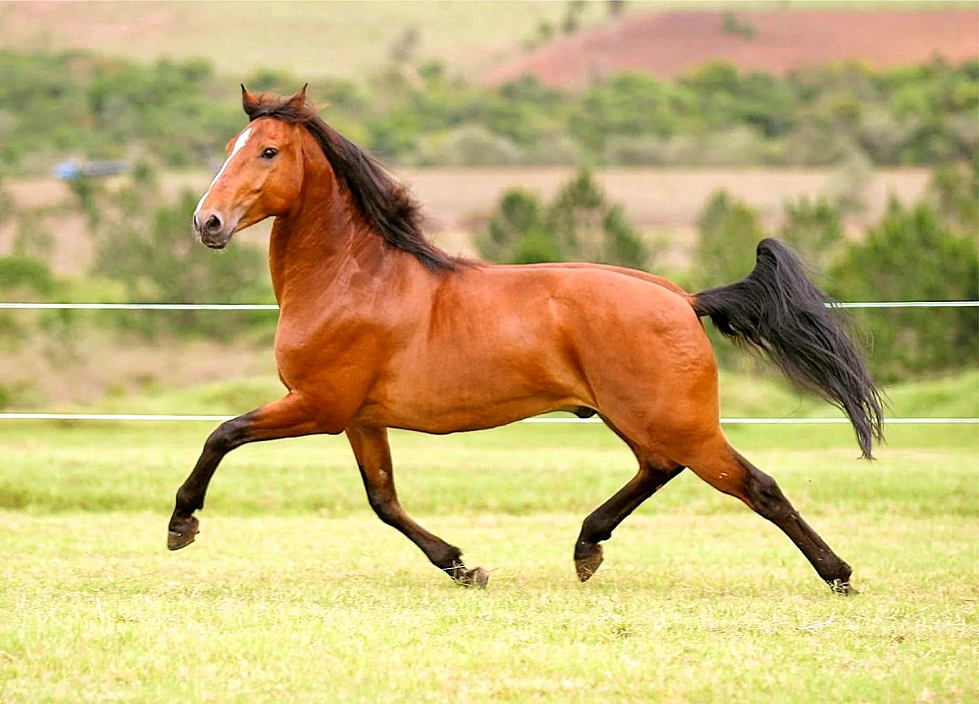 Домашняя лошадь