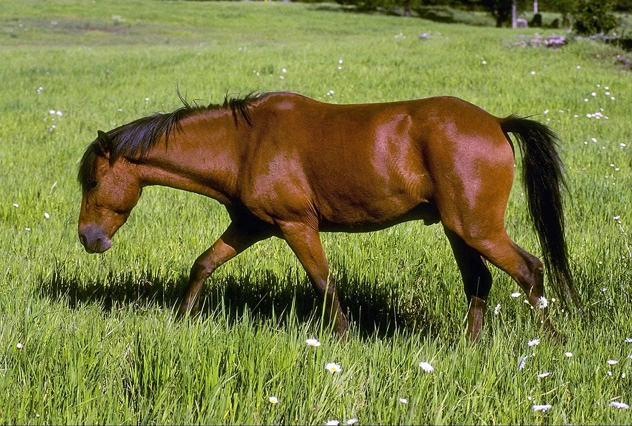 Домашняя лошадь