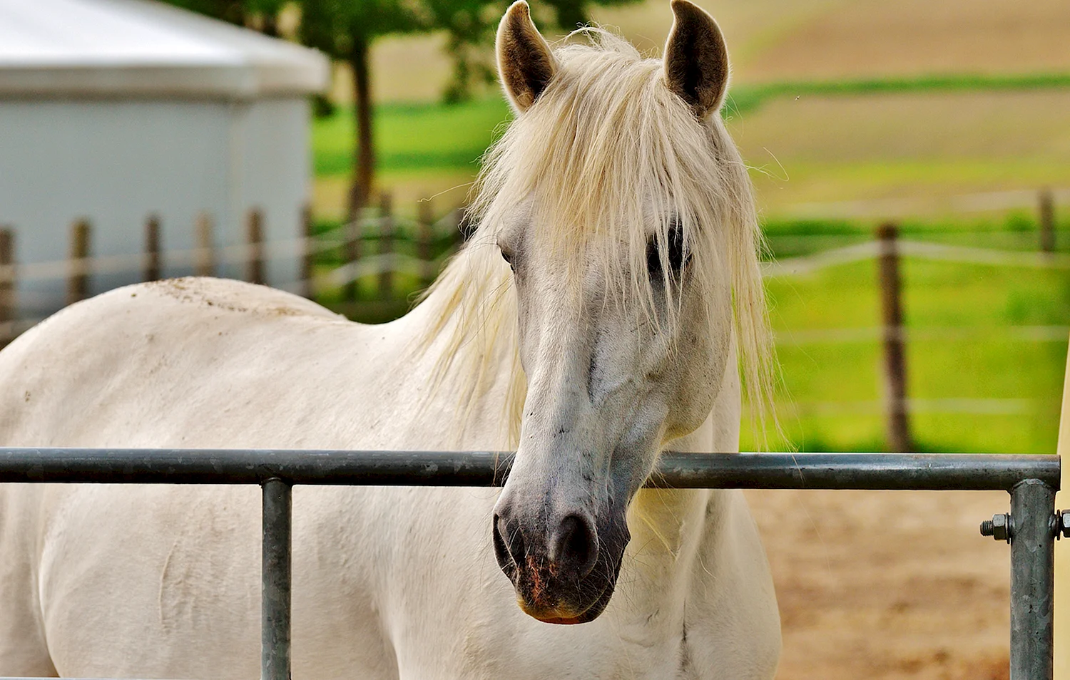 Домашняя лошадь красивая