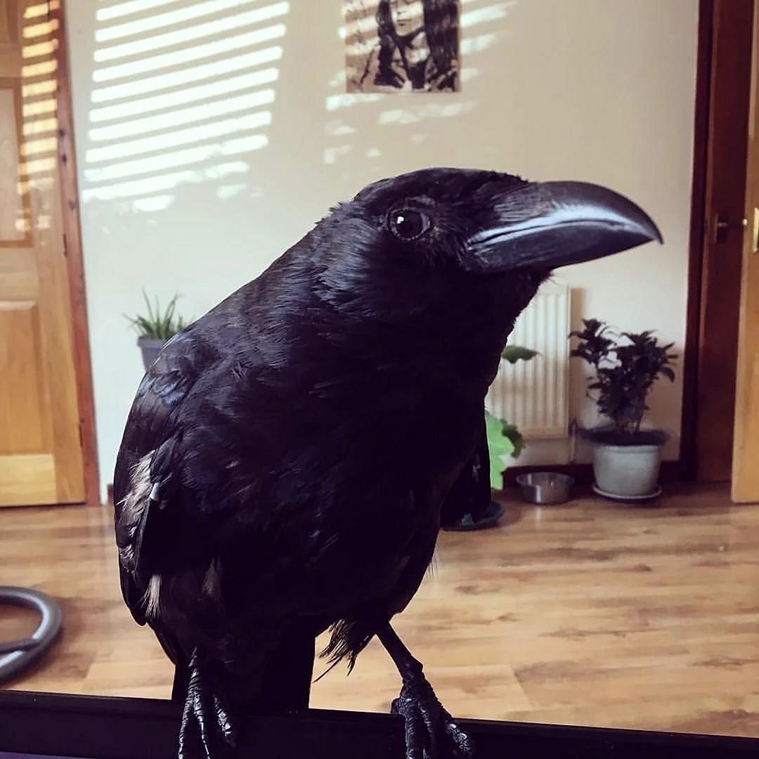 Домашняя ворона