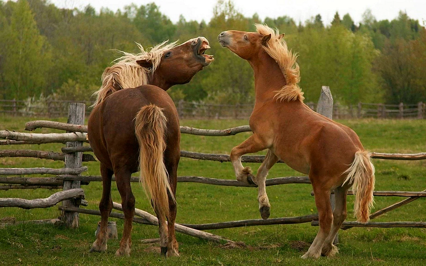 Домашние лошади