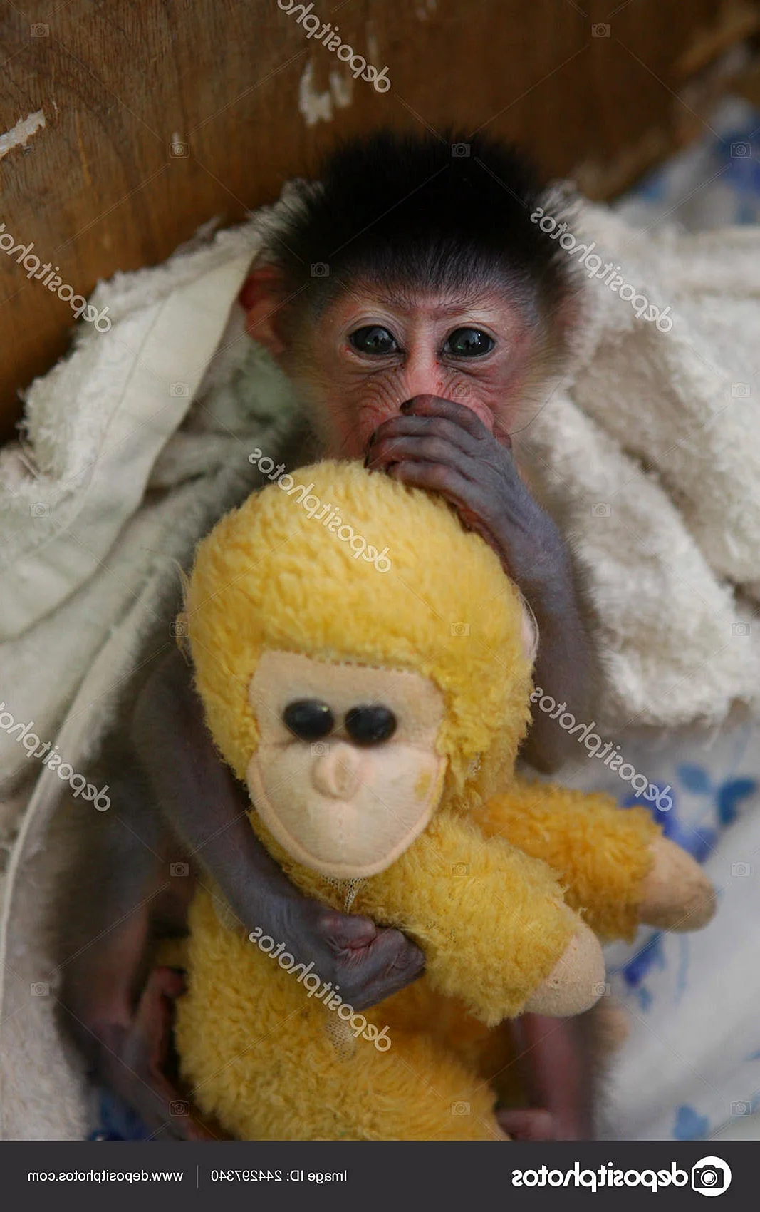 Домашние обезьянки