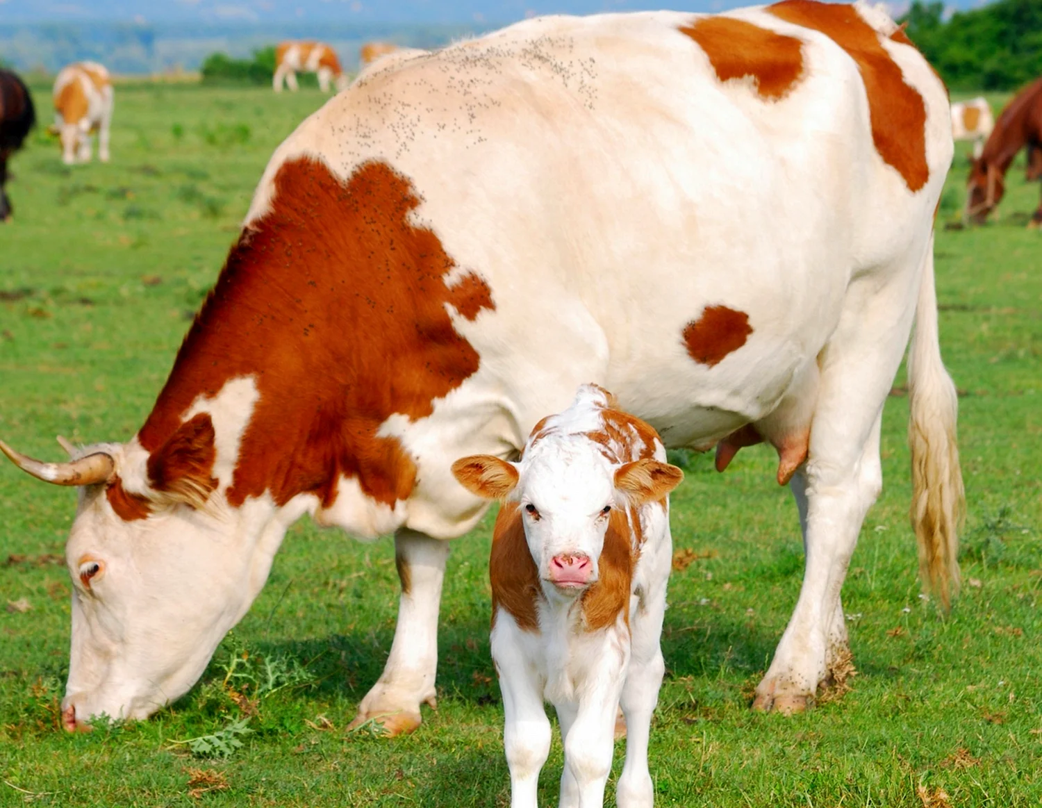 Домашние животные корова и теленок