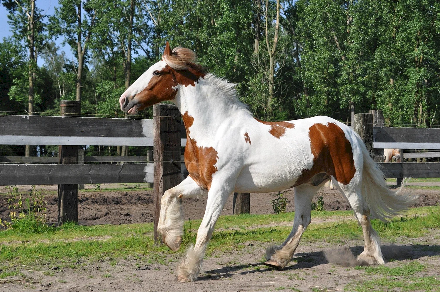 Домашние животные лошадь