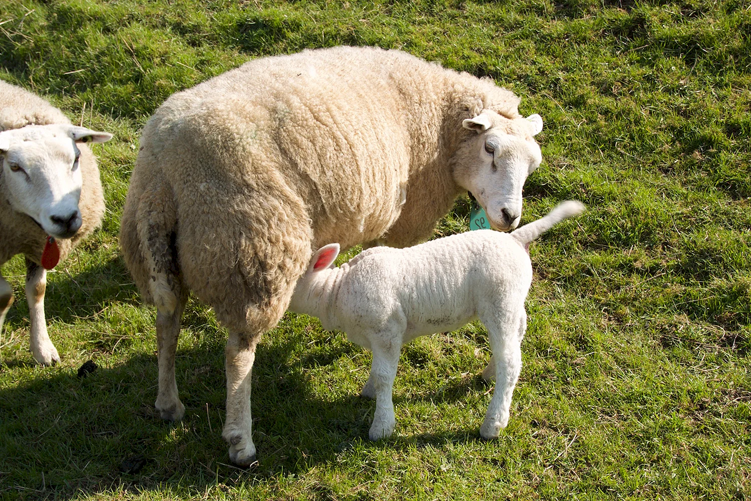Домашние животные овца