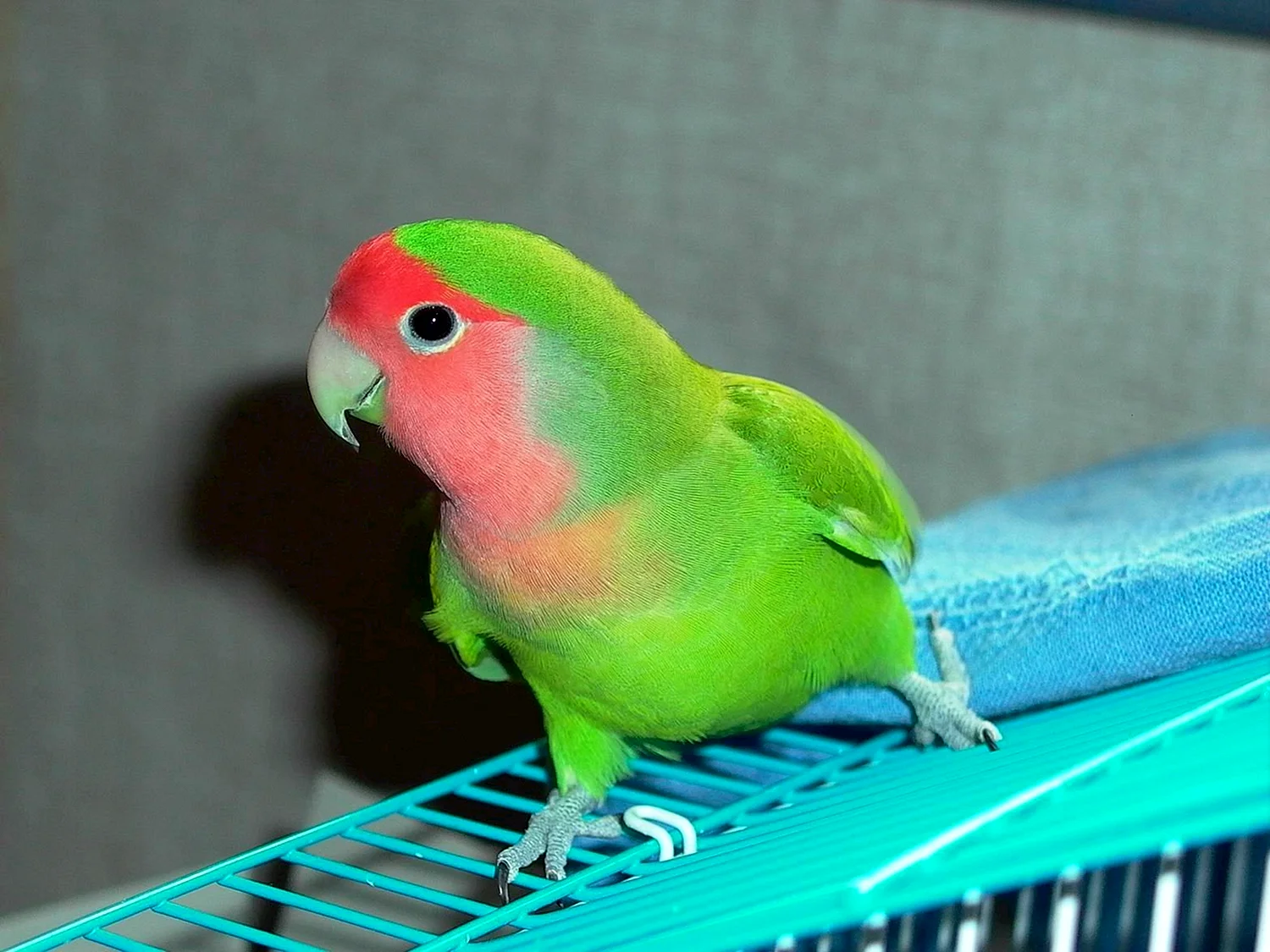 Домашние животные попугай