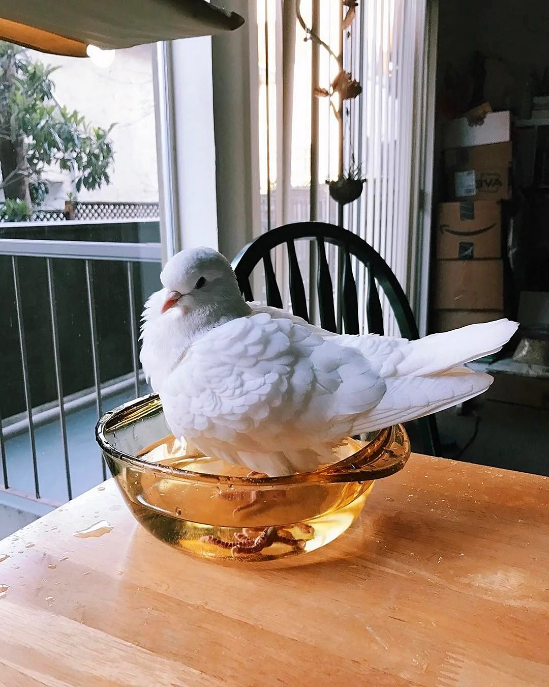 Домашний голубь