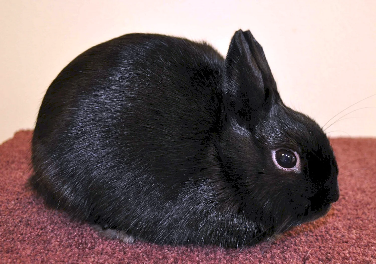 Домашний кролик черный