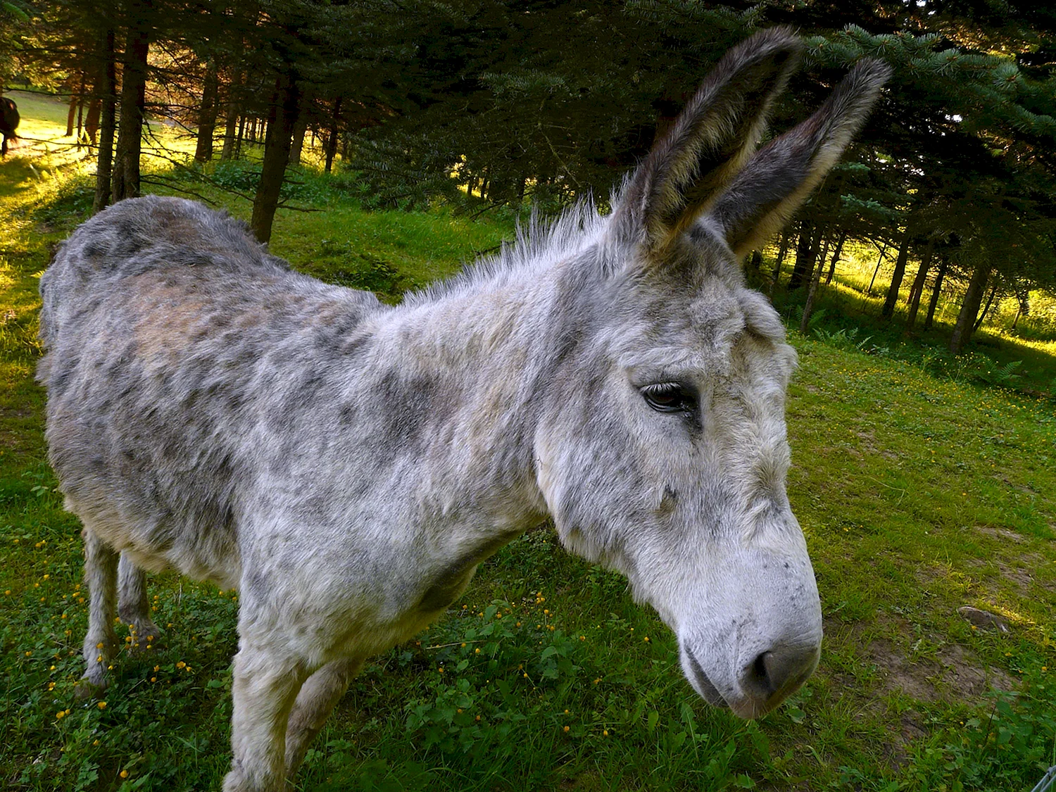 Домашний осёл (Equus asinus)