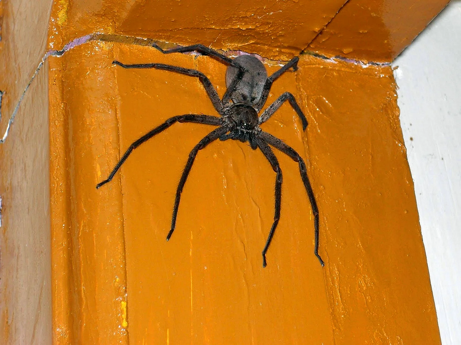 Домашний паук