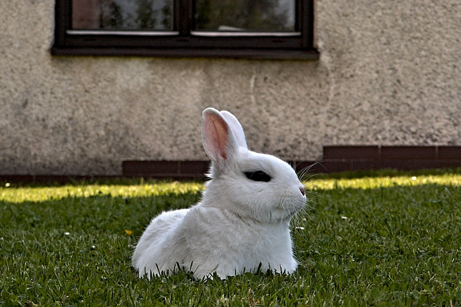 Домашний питомец - кролик