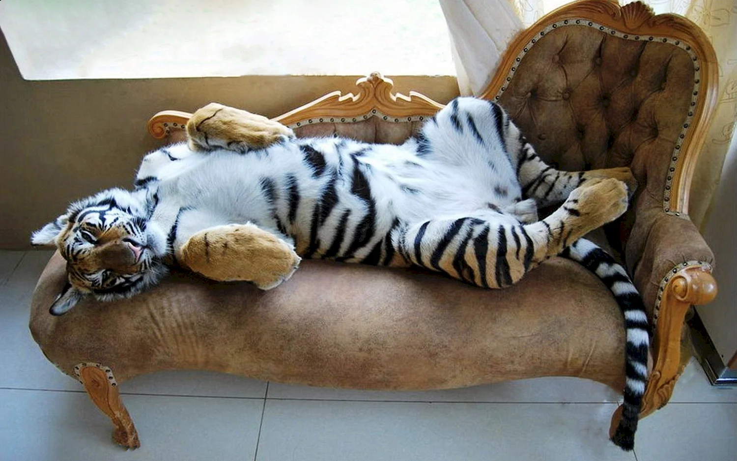 Домашний тигр