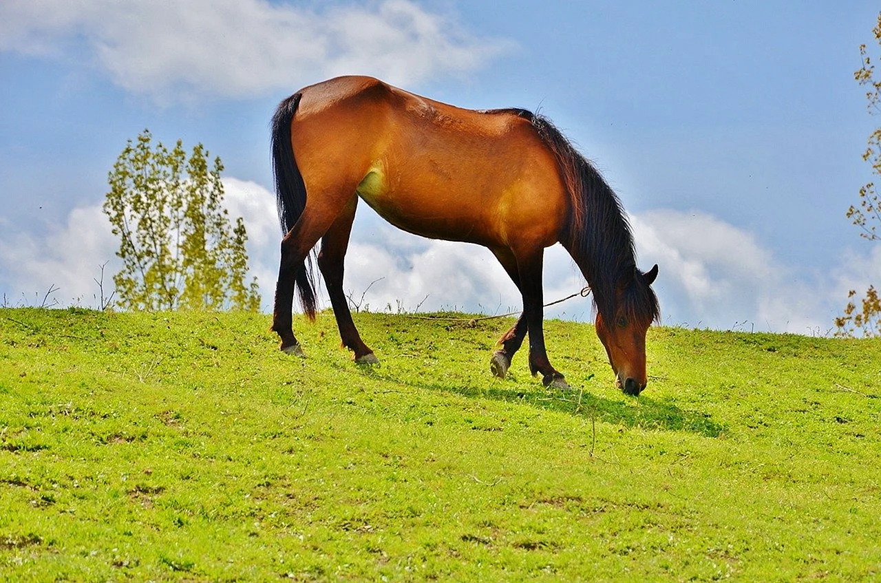 Домашних животных лошадь