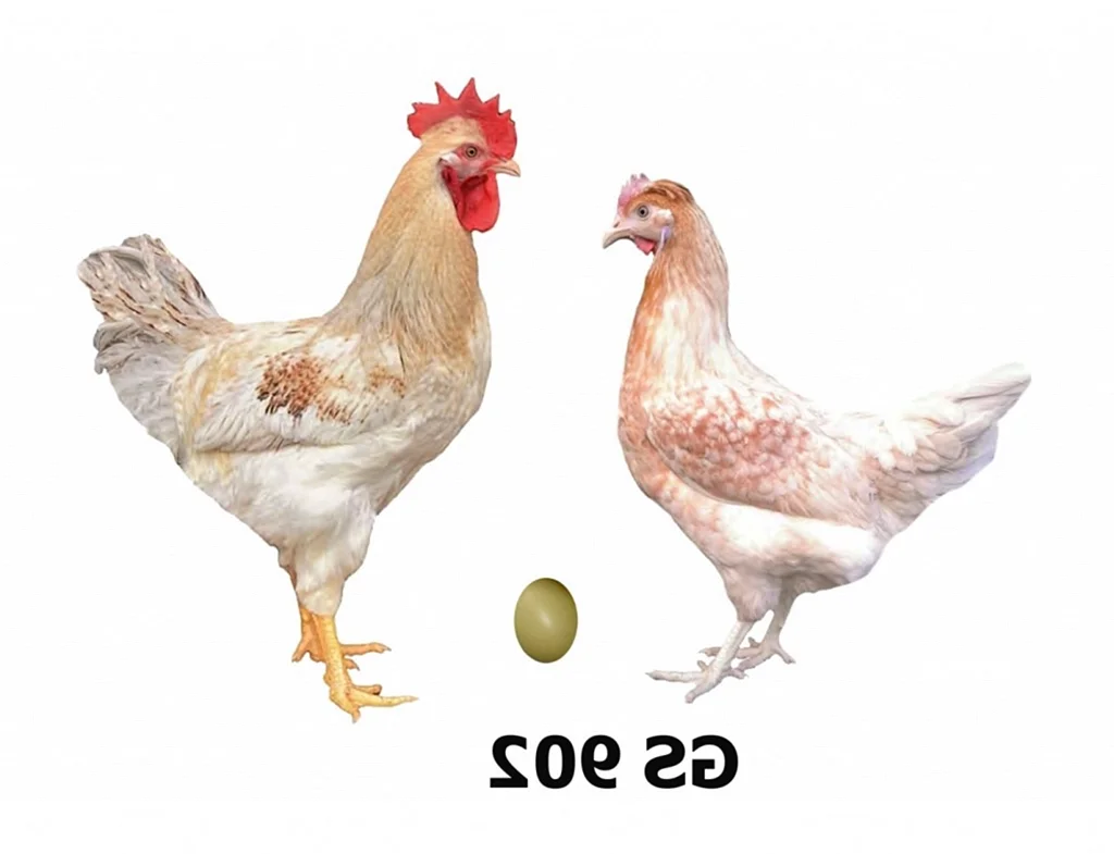 Доминант золотой GS 902 инкубационное яйцо