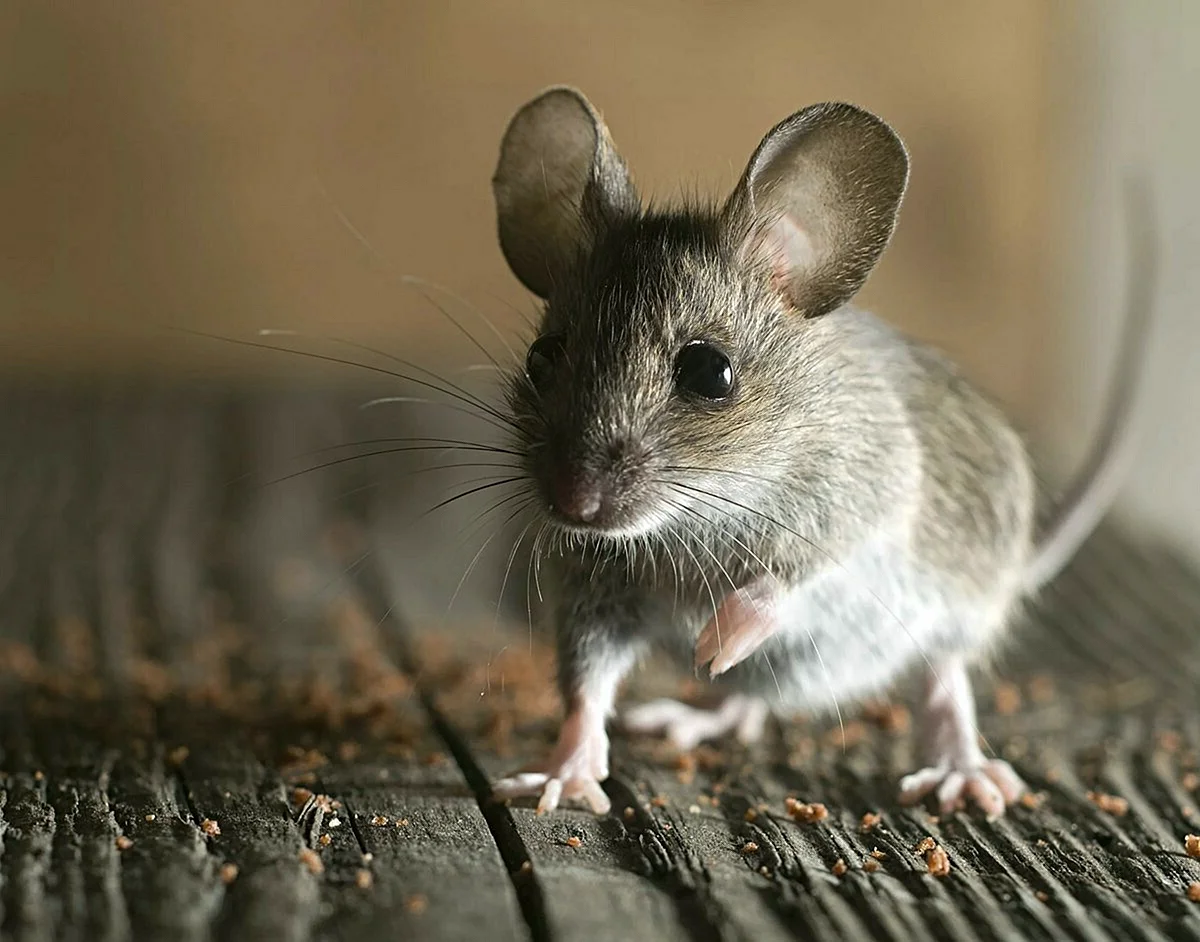 Домовая мышь mus musculus Linnaeus