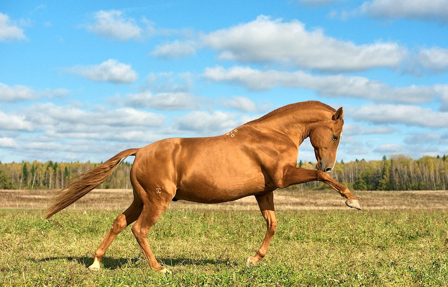 Донская лошадь Золотая масть