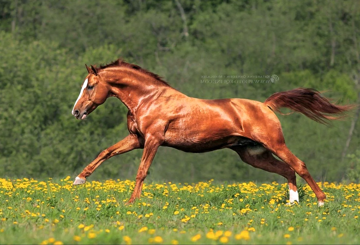 Донская рыжая лошадь