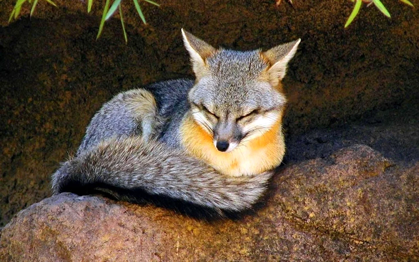 Древесная лисица