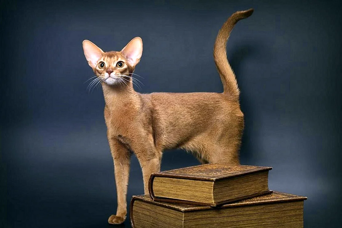 Древняя порода кошек Абиссинская