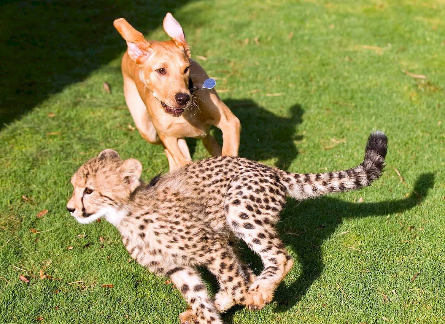 Дружба гепарда и собаки