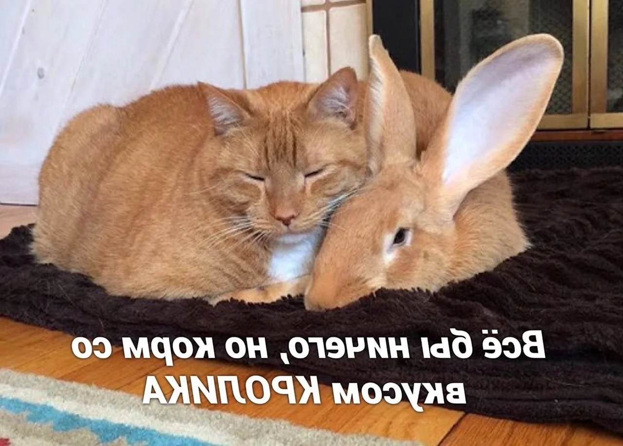 Дружба кота и кролика