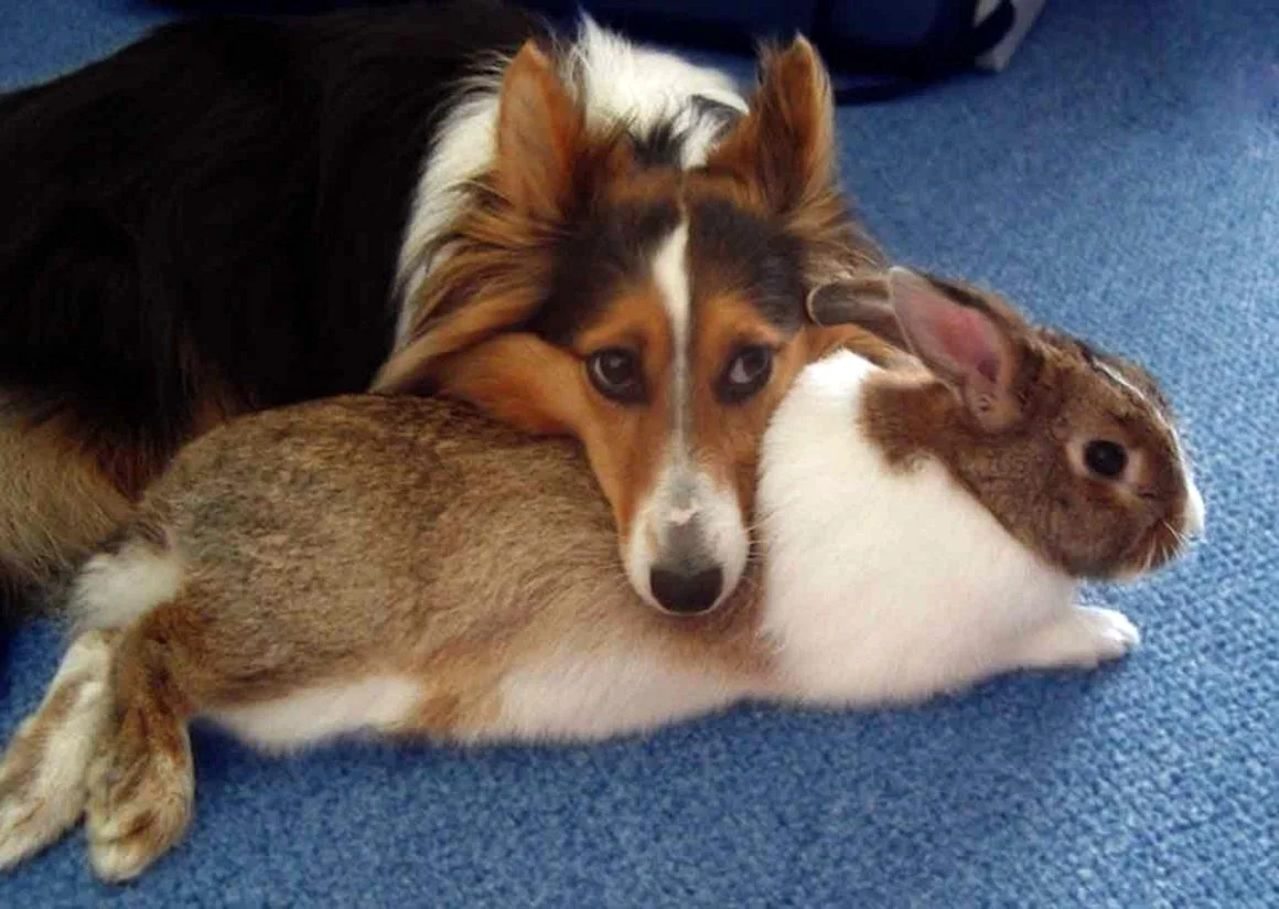 Дружба кролика и собаки