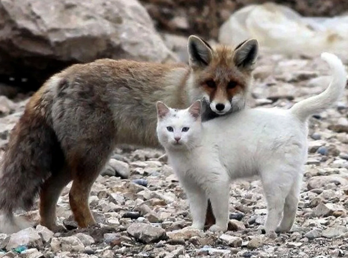 Дружба лисы и кота в Турции