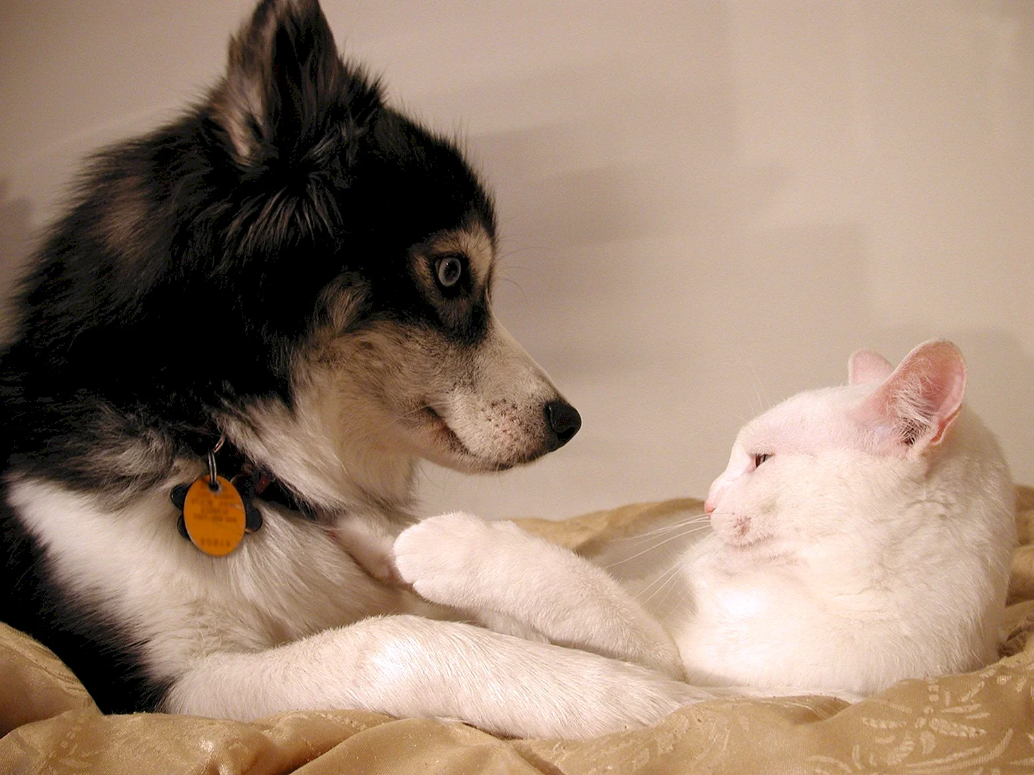 Дружба между котом и собакой