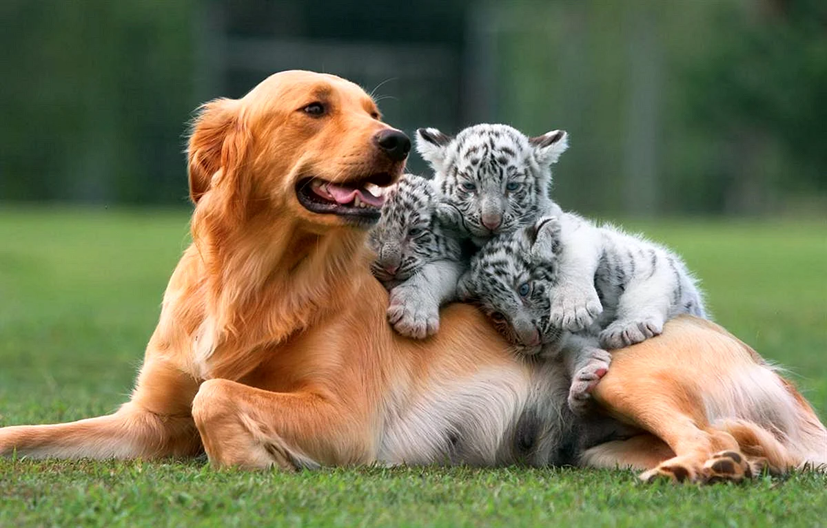 Дружба животных разных видов