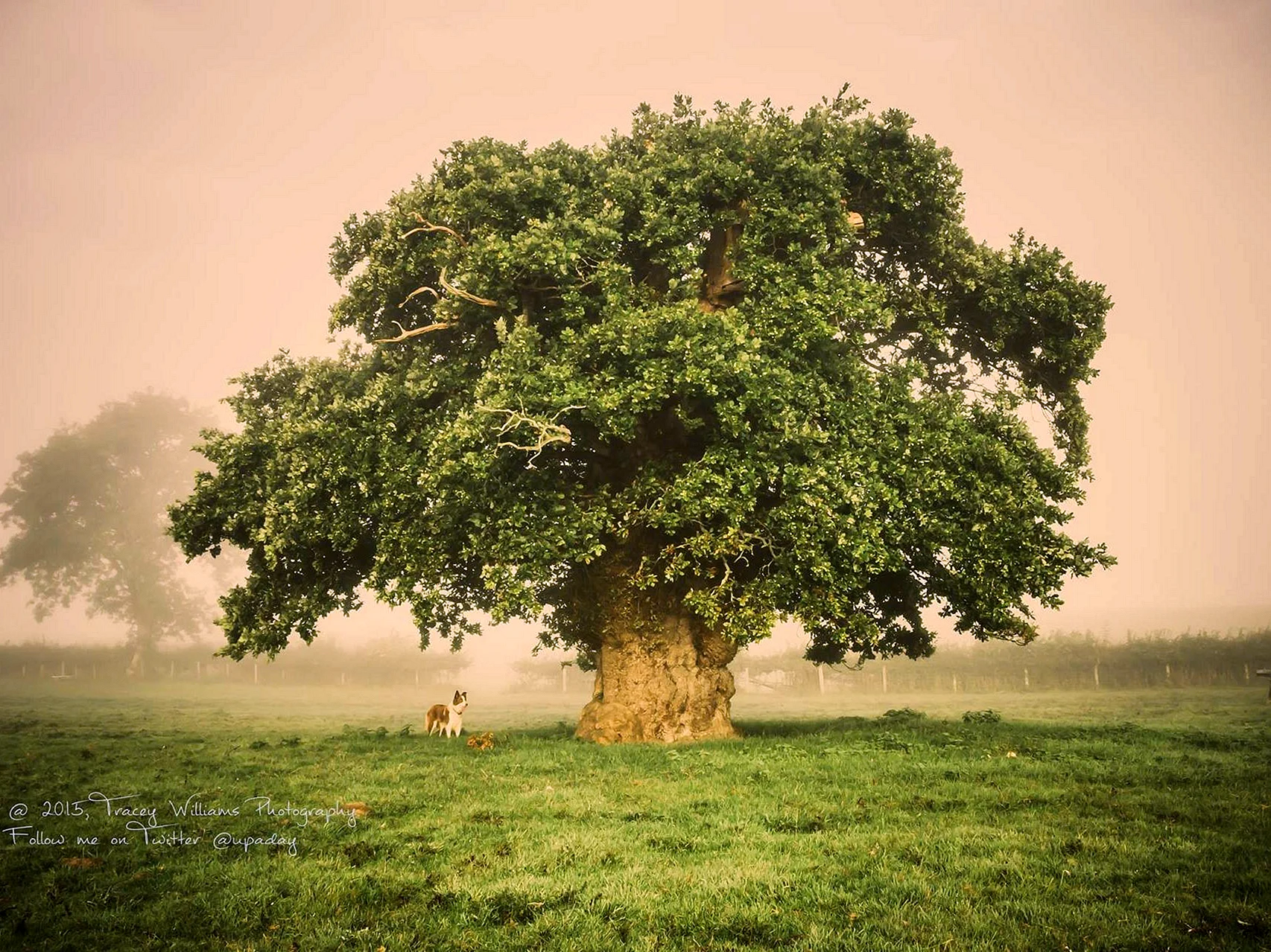 Дуб Европейский дерево