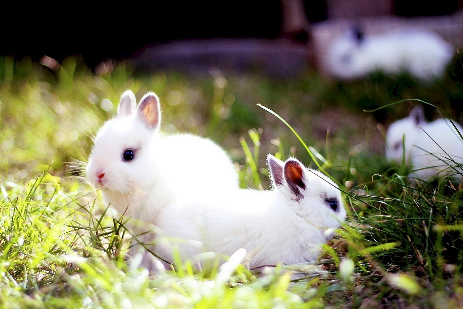 Два белых кролика