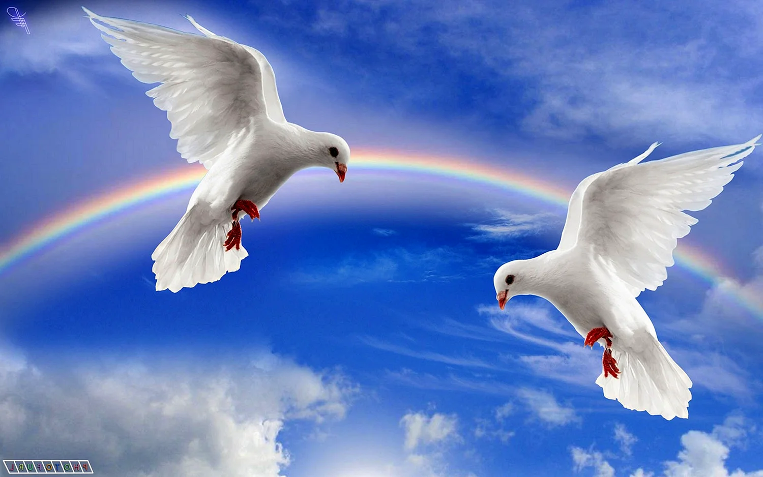 Два голубя в небе