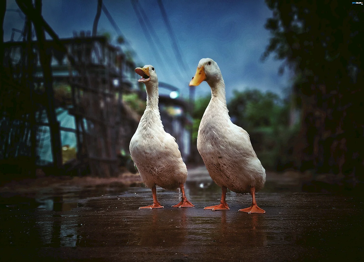 Два гуся