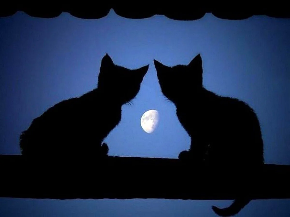 Два кота ночью