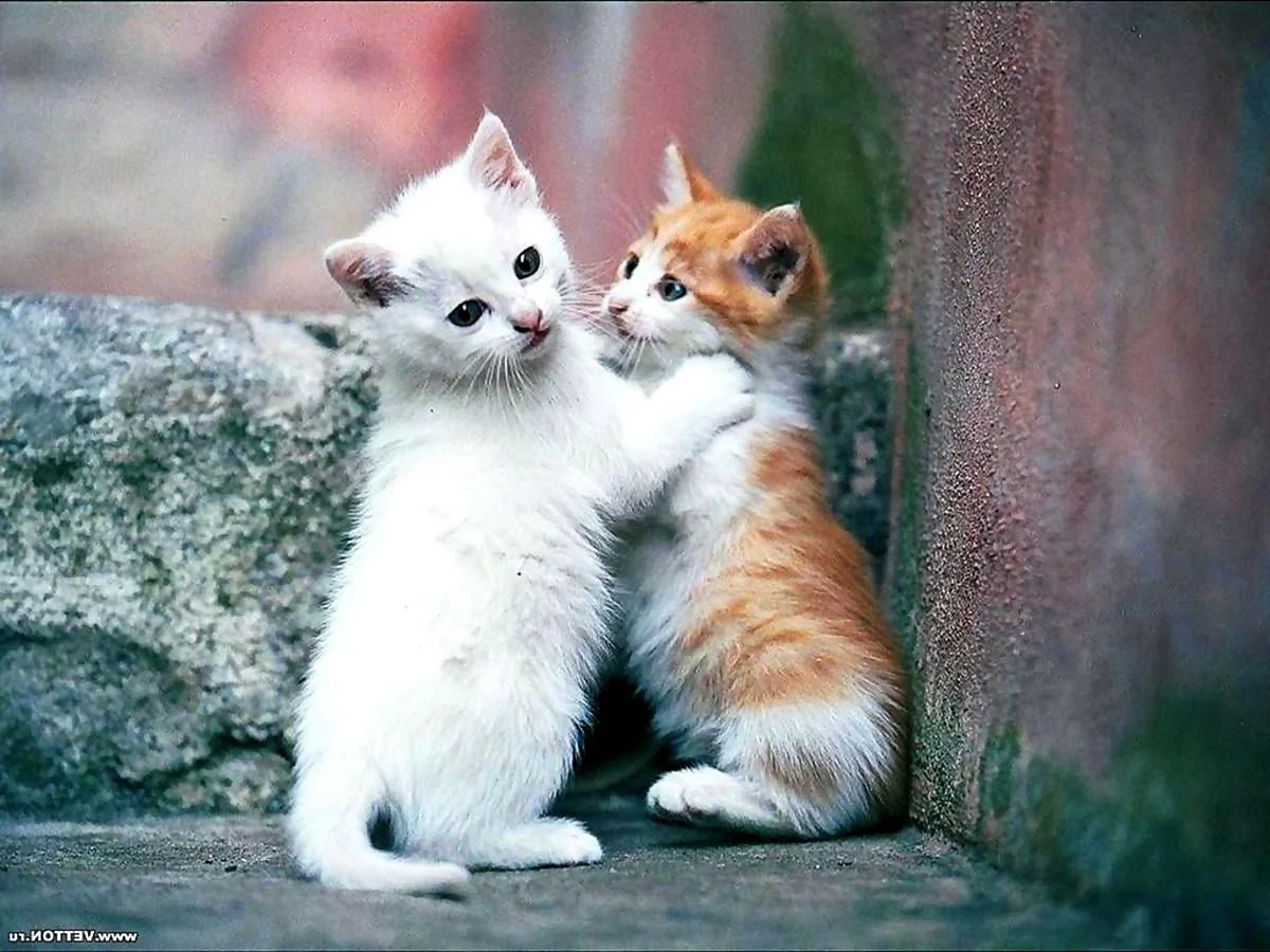 Два котенка рыжий и белый