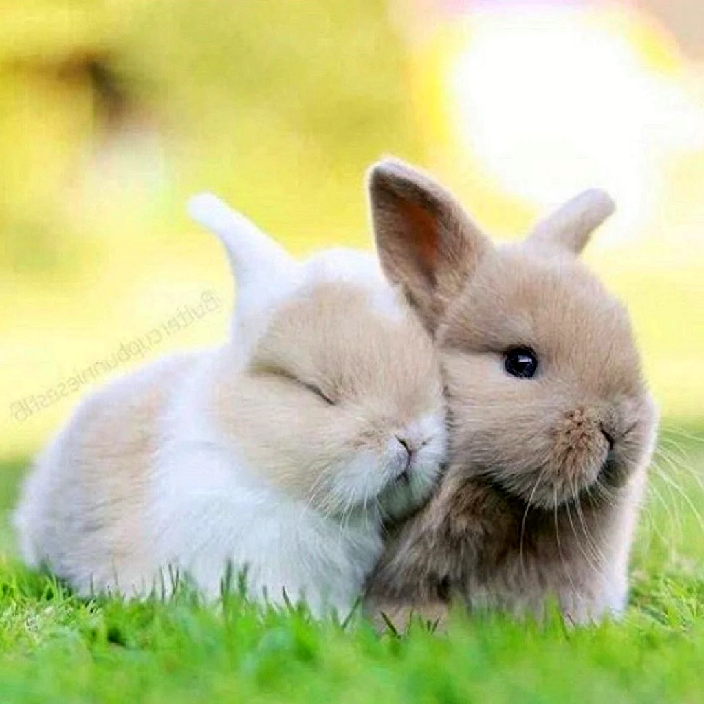 Два кролика
