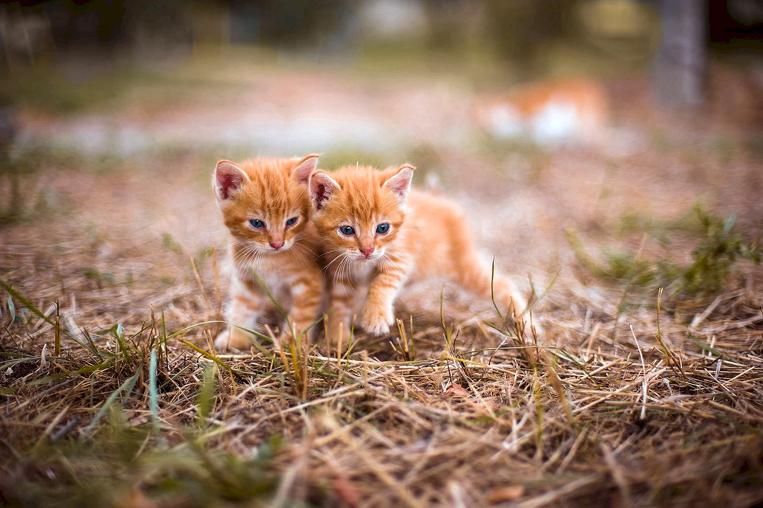Два рыжих кота